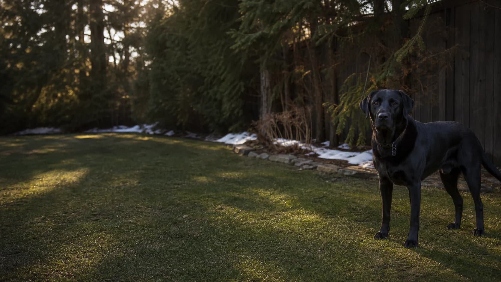 Illustrated black Labrador standing in a sunlit yard after winter